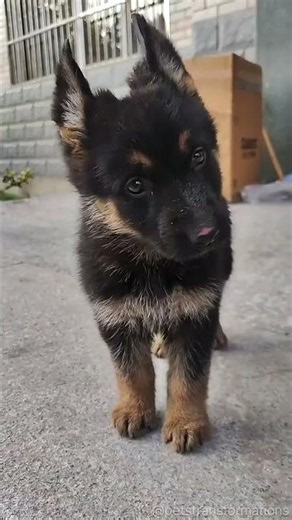 Small to Big insane dog transformation 🐾🐶