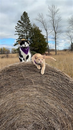 Meowdy purrtners. Monty is becoming an expert hay inspector 🧐 🦖 If you’re a fan of Jack Spicer’s kitty cat cowboy content please consider subscribing or joining his Patreon linked in bio 😊 everything helps ❤️ #cat #cats #catlover #catsofinstagram #catlovers #cats_of_instagram #kittycat #tuxedocat #kitty #catlife | Aaron Apps