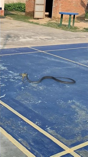 Unbelievable! Snake Swallows Frog Alive 😱🐍🐸 #shorts