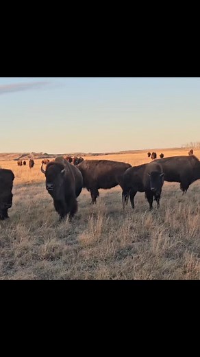 Our breeding bulls parading #bigdbison #supportlocal #bison #bulls | Big D Bison