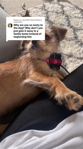 Small Dog's Comfort: A Heartwarming Lap Moment