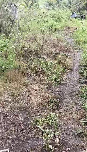 5K views · 103 reactions | 2.9 hectare or 29,000 sqm san francisco quezon 750k title with tax declaration tabing brgy road overlooking and flat magandang taniman at alagaan ng mga hayop cash basis may source ng water ang ilaw meron din 7hours travel from manila direct pm if interested | Quezon Farmlot | Facebook