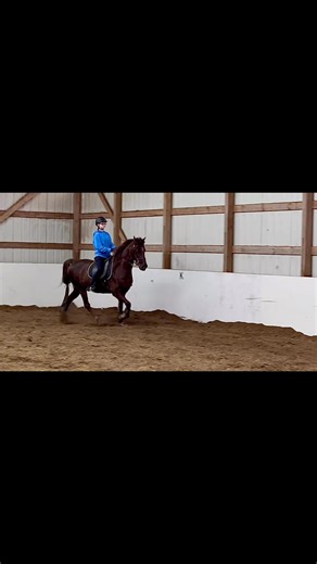 Runningwalk gait in slow motion - Tennessee Walking Horse #tennesseewalkinghorse #horses #BeEducated #learntoride #gaitedhorse | Leslie Perry Collins