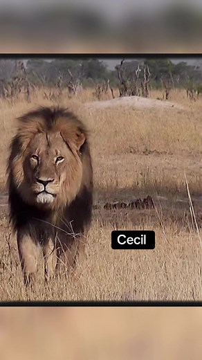 Cecil the Lion: A Call to Protect All Lions