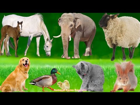 Compilation of Farm Animal Sounds: Chicken, Cow, Horse, Dog, Sheep, Cat, Duck – Animal Sounds