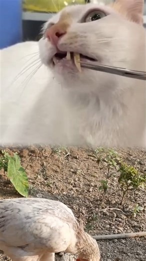 Watch the friends catch the insect between the roots of the cat's teeth. | Ikbal Pet's Gallery