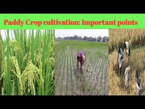 Paddy Crop: Important points