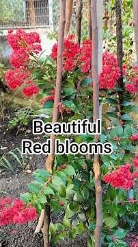 My Lagerstroemia indica in full bloom