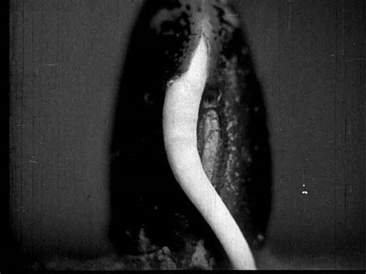 Bean Sprout Time-Lapse: From Seed to Seedling - Root Growth & Plant Development