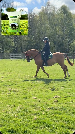 Two weeks ago we chain harrowed, fertilised & rolled this paddock. We brought a Ironox spreader from Amazon & fixed it to the back on the quad. We’ve not really had and rain since but between the dewy mornings and the odd light shower we have greened up into a lovely covering. ✅ The Suregrow Fertiliser is slow releasing so as long as you have a basic covering of grass you can turn out straight away on it. ✅ Being slow releasing it avoid lush grass which is ideal with the ponies. #grass #suregrow