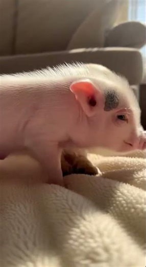Unreal Bond: Piglet and Puppy Share Sweet Cuddle Moment 🐾