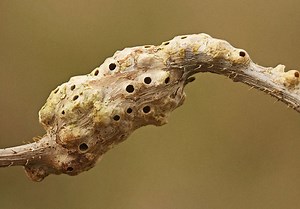 A gallery of galls, the strange holes and growths on plants caused by parasites