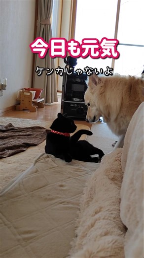 ふたりの朝のトレーニング#shorts#犬猫のいる暮らし
