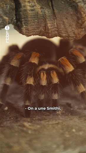 18K views · 95 reactions | #animalrescueteam intervient pour les #AnimauxSauvages d'un monsieur sur le point d'être expulsé de son habitation. Que va-t-il arriver aux animaux en tous genres : #grenouille #mygale #araignée #crevettes ? Regardez les épisodes complets sur #rtbf #auvio #documentaire | RTBF | Facebook