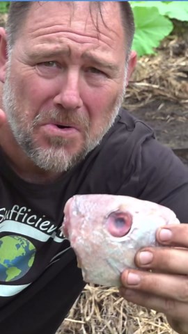 Fish Head Waste in the Garden TIP #gardening #growsomefood #garden