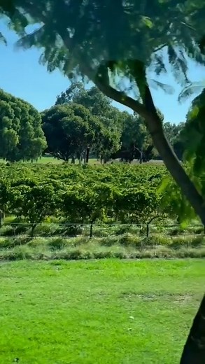 Just another day in Perth's wine country 😎🍷 #swanvalleytours #swanvalley #perthisok #winetour #winery #wathedreamstate #justanotherdayinwa #perth | Swan Valley Tours