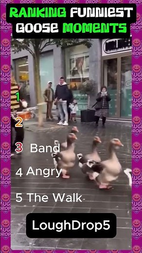 The Funniest Goose Moments Ever Caught on Camera