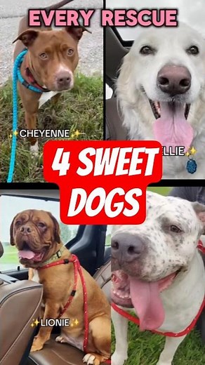 4 Sweet Dogs in Wisconsin Need Forever Homes #dogadoption #rescuedogs #adoptdontshop