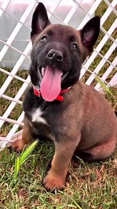 151K views · 3.1K reactions | Belgian Malinois Puppies #malinois #malinoispuppy #malinoislovers #malinoislove #malinoisway #malinoislover #malinoisofinstagram #malinoise #malinoispower #malinoismix #belgiummalinois #instamalinois #malinoismonday #malinoistraining #malinoisproblems #malinoisarmy #malinoisofinsta #bergermalinois #pastorbelgamalinois #belgianmalinoislovers #belgianmalinoisofinstagram #belgianmalinoispuppy #k #belgianshepherdmalinois #izmir | Belgian Malinois Puppies | Facebook