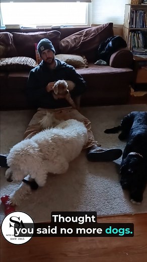 Cold enough for a three dog night! One in every color and size and gender... #sprakersacres #daycarefordogs #dogsofinstagram #oodlesofpoodles | Spraker's Acres
