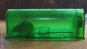 mouse caught in a humane mousetrap. Humane mouse plastic trap live catch and release rodents, safe around children and pets.