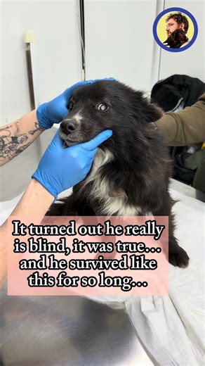 Sebastian was rescued, but so many other dogs also need this safety...