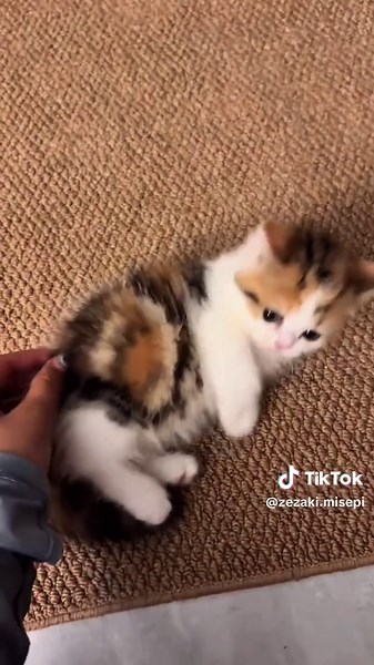 Angry kitten #cat #for #Funny #catsoftiktok #kitten | cats videos