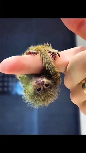 World's Tiniest Monkey Pet 🐒