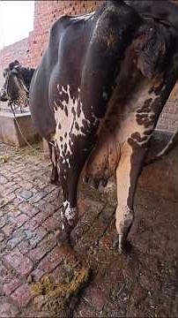 Beautiful Milky Cow 🐄 | Desi Cow Farming Life 2025 | Real Village Dairy Farm Routine #cows #animals
