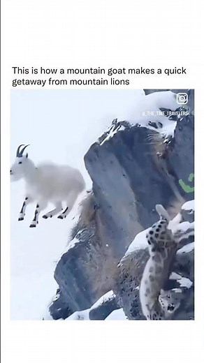 Look at the lions face 😭