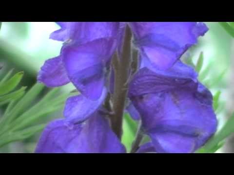 Poisonous Plants 1-2-1, Aconitum napellus, monkshood