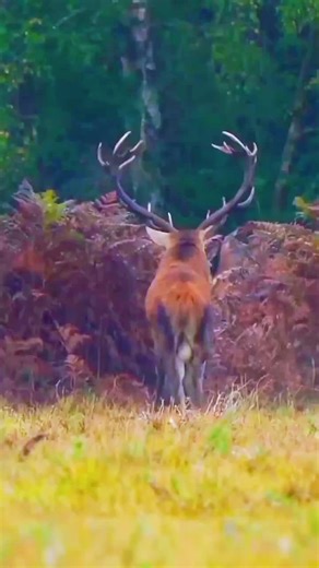 Red deer meeting behaviour #usa🇺🇸 #unitedstates #animaladventures #foryoupage #fyp