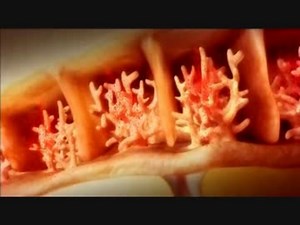 地球大進化「第04集 大量絶滅」(02 of 02)