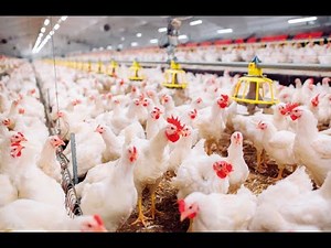 Hopper feeding for poultry breeders