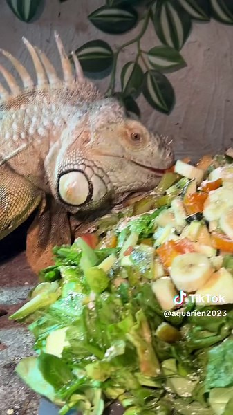 Exploring the Fascinating World of Iguanas and Dragons