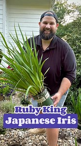 Just planted the Ruby King Japanese Iris from Monrovia. I found them at The Barn Nursery and I’m in love! 💜🌿 This beauty thrives in moist soil and brings bold, velvety blooms in early summer. Can’t wait to see her show off in the garden! 👑 #GardenJoy #SummerBlooms #GardenTips #JohnnyInTheGarden #Chattanooga #CHA #Tennessee #GardenDesign #ContainerGardening #plants #SpringReady #Flowers #Gardening #Planting #Plants #gardening2025 #Flowers #Landscaping #Garden #HomeGarden #GardenProject #FYP #Z