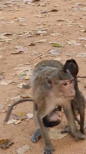 51K views · 1K reactions | Wildlife cute little baby monkey with real mom care #monkeys #monkeylove #Monkeyvideos #MonkeyLife | 168-Monkey | Facebook