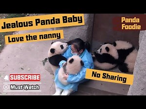 Jealous Baby Panda Can't Stand Sharing Nanny With Others | iPanda