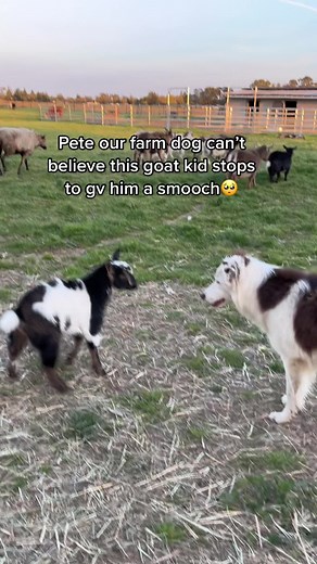 Border Collie Herding Baby Goats on the Farm
