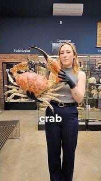 What is an exoskeleton?