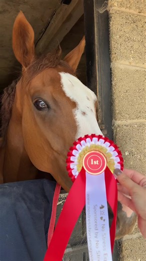 My wonderful boy taught me so much. It’s bittersweet doing all the things with Deirdre that I though I would be doing with Conkers. #loss #hearthorse #horseriding #horse #equestrian #horsesoftiktok