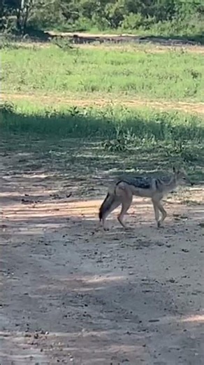African Jackal in the savannah