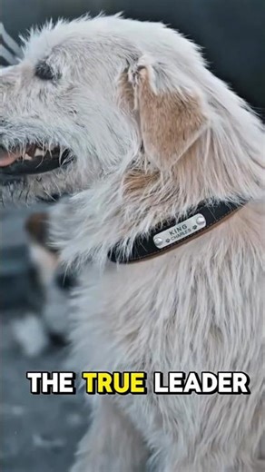 Why Was He Called the Alpha Dog?👑🐕
