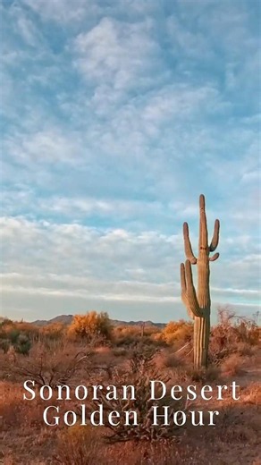 Golden Hour Walk in Arizona 🌵 | Sonoran Desert POV