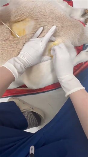 Flat Chinese Vet's Weight Loss Transformation: 120kg Dog's Dream Come True
