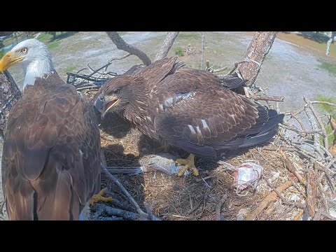 SWFL Eagles 4-16-26. HOT or CAUGHT? M15 SCORES a FISH; BRINGS it to the NEST for E26! 🦅🏝️🐟😋