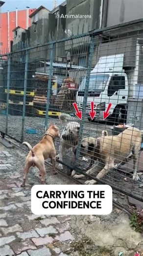 Fearless Pitbull Challenges Two Giant Kangals! 😳🔥