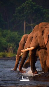 തോട്ടി ഇല്ല വടി ഇല്ല ഒന്നുമില്ല എന്നിട്ടും എത്ര കൃത്യമായി നിര നിന്നാണ് കൊമ്പന്മാർ പുഴ കടക്കുന്നത് 🥰 #travelwithneermathalam #wildlifeplanet #wildlifephotography #wildanimals #wildlife | Travel With Neermathalam