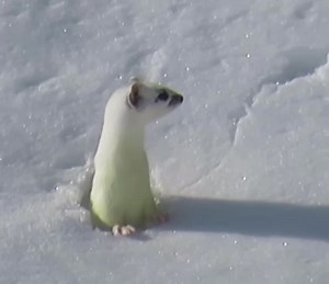UNE MAGNIFIQUE HERMINE ! Encore toute blanche, dans le massif des Aravis (Haute Savoie-Alpes-France). Un très grand merci au photographe et vidéaste Emmanuel Blanchet. N'hésitez pas à visiter sa belle page ! | La Place du Village
