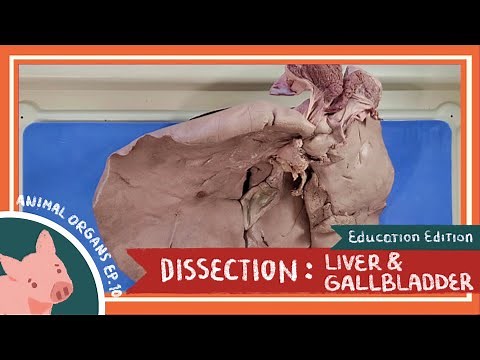 Liver & Gallbladder Dissection || Life Loves the Liver Of It [EDU]